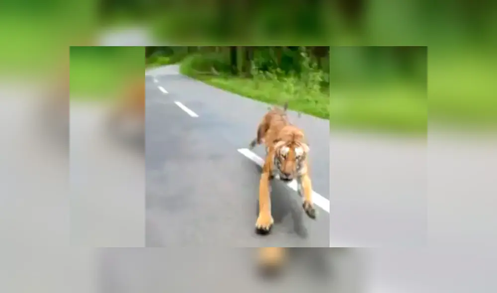 Tigre persiguió a los motociclistas por varios metros en la carretera de un santuarios de vida silvestre, en India