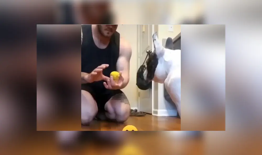 A través de Facebook se hizo viral la curiosa reacción de un can al ser víctima de un truco de magia de su dueño.