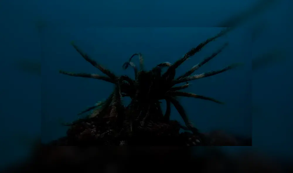 Desliza hacia la izquierda para ver al extraño animal marino que sorprendió a los usuarios de Facebook.