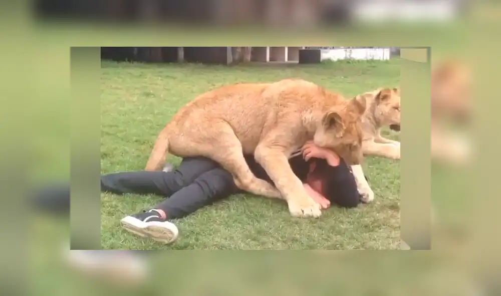 En Facebook se compartió un video que muestra la reacción que tuvo un león al toparse con un hombre. En Facebook se compartió un video que muestra la reacción que tuvo un león al toparse con un hombre.