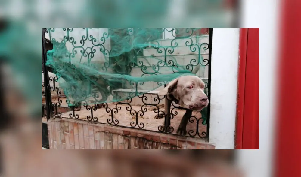 La mascota fue rescatada del maltrato que sufría de su propia dueña.