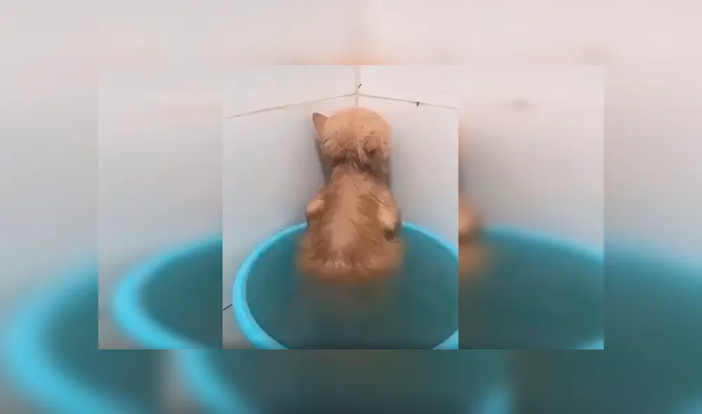 En Facebook, un gato mostró su molestia cuando su dueño le dio un baño y trató de ignorarlo de la peor manera. En Facebook, un gato mostró su molestia cuando su dueño le dio un baño y trató de ignorarlo de la peor manera.