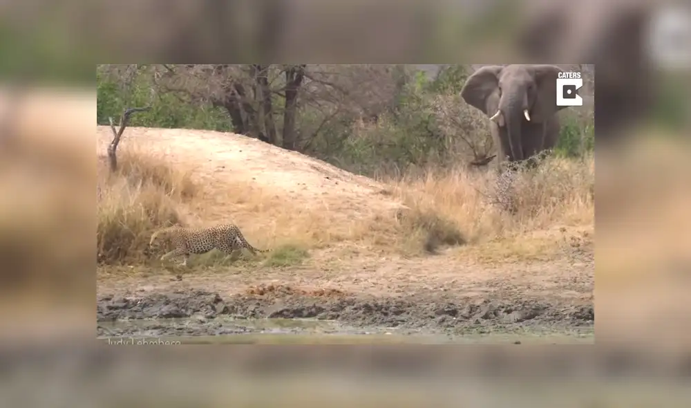 Enorme elefante defiende a ciervo que fue atacado por feroz leopardo [VIDEO]  