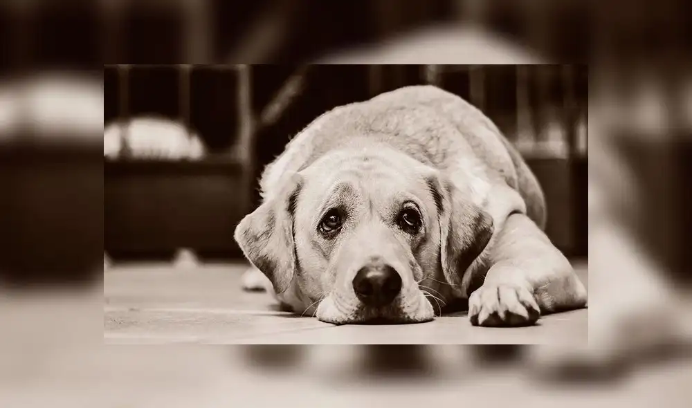 Hombre es detenido por asesinar perros para comérselos por Año Nuevo Chino [FOTOS]