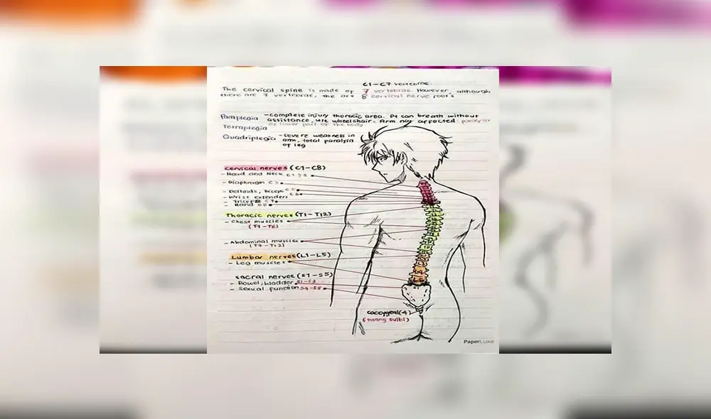 Facebook viral: joven otaku estudia medicina y dibuja animes en sus trabajos universitarios [FOTOS]
