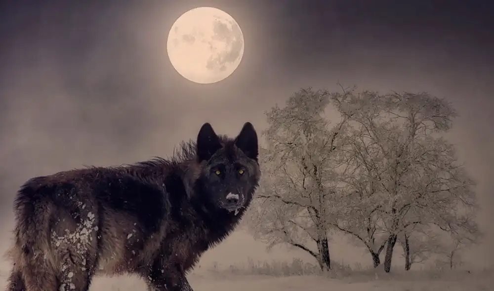 A la luna llena de enero se le conoce como 'luna de lobo'. Conoce la razón. Imagen: referencial / Pixabay A la luna llena de enero se le conoce como 'luna de lobo'. Conoce la razón. Imagen: referencial / Pixabay