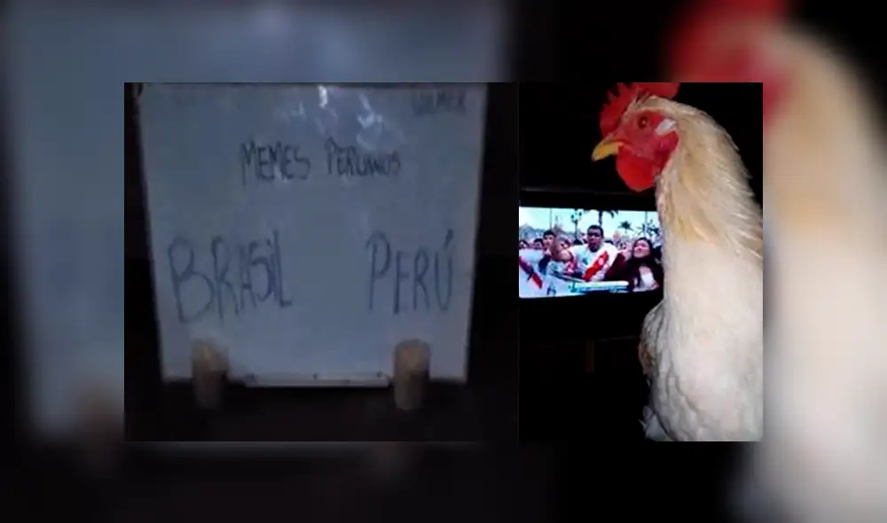 La famosa gallina 'Poly' lo hizo lanzó su pronóstico para la final de la Copa América y dejó a todos en shock.