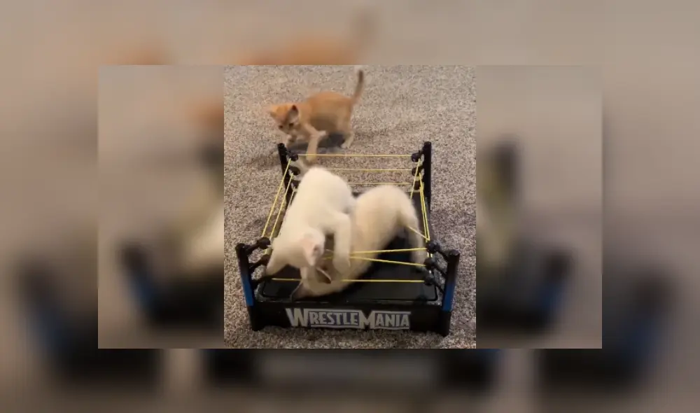 Desliza las imágenes para ver más detalles de este épica pelea protagonizada por tres pequeño gatos. (Foto: captura / YouTube)