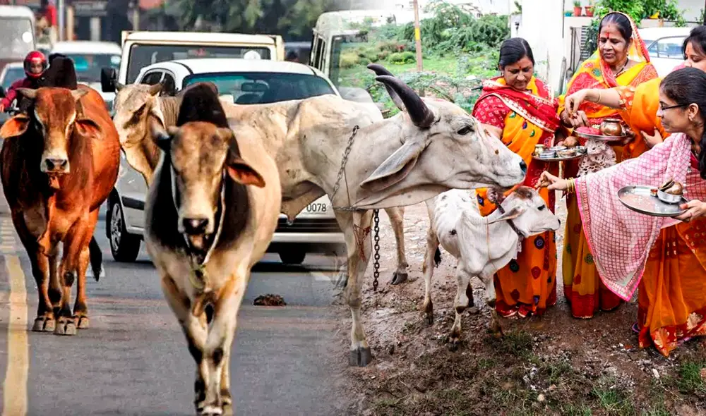 En el calendario hindú se celebra el Día de la Vaca. Foto: Jazmin Ceras/ composición LR En el calendario hindú se celebra el Día de la Vaca. Foto: Jazmin Ceras/ composición LR