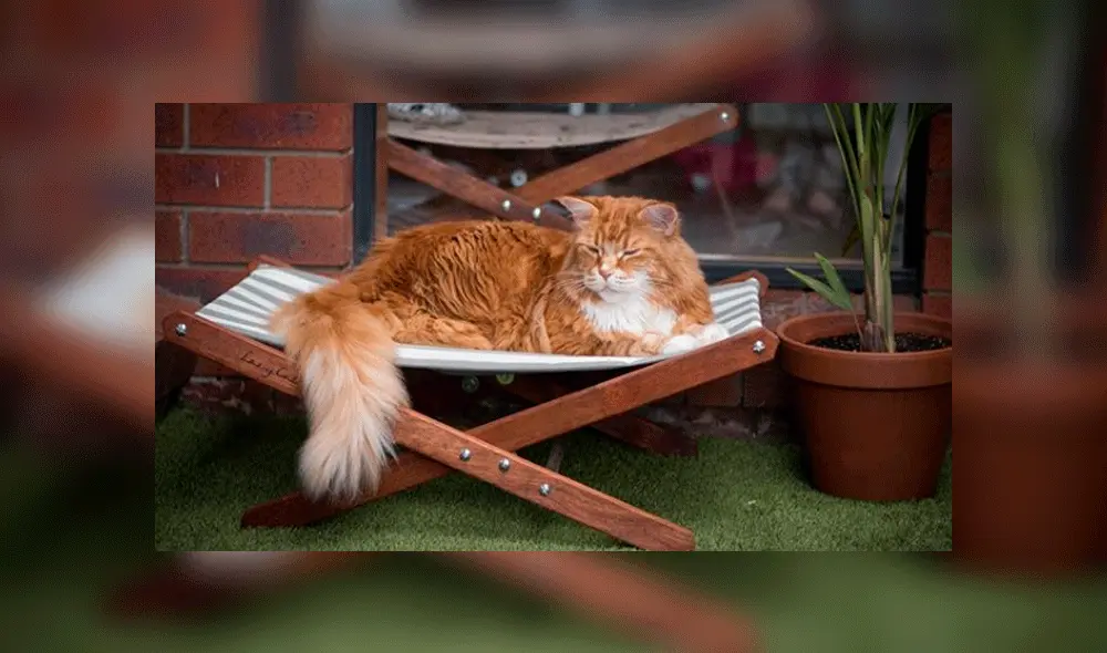 Omar tiene más de 150 000 seguidores en las redes sociales. Foto: omar_mainecoon / Instagram.