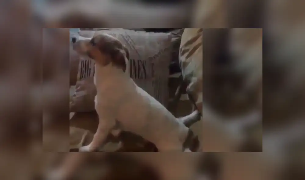 Dueña del can no dudó en grabar la insólita conducta de su mascota mientras veía la película de terror con ella. Dueña del can no dudó en grabar la insólita conducta de su mascota mientras veía la película de terror con ella.