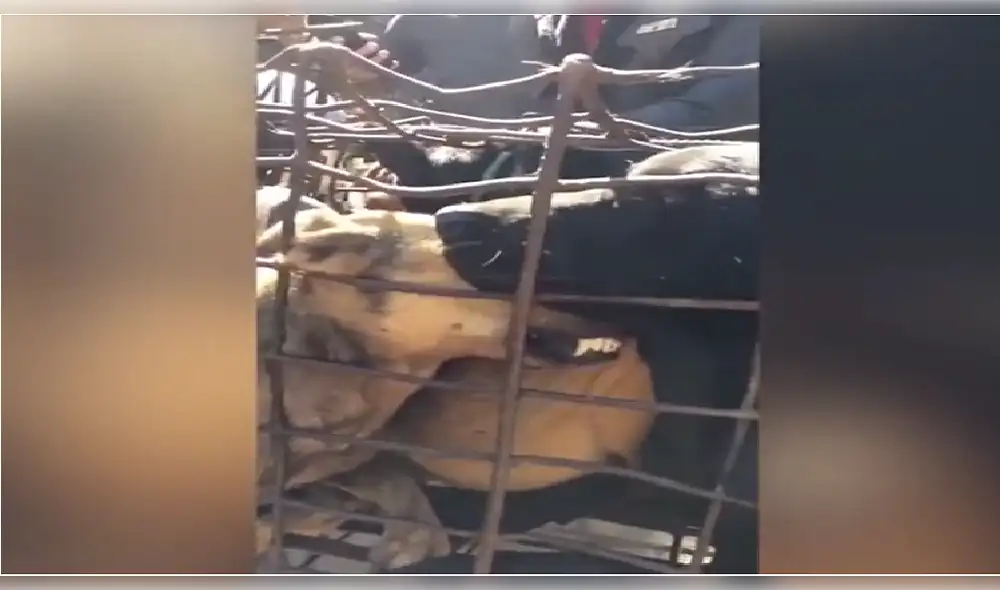 Graban condiciones de maltrato a perros en matadero de Camboya [VIDEO y FOTOS]