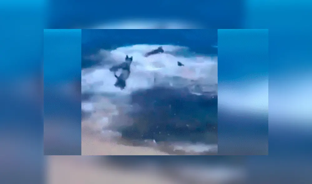 Facebook viral: Feroz tiburón ataca a perro y sus amigos van a su rescate 