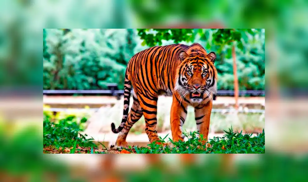 YouTube viral: No te imaginarás lo que sucede cuando este hombre ingresa a la jaula de un feroz tigre [VIDEO] 
