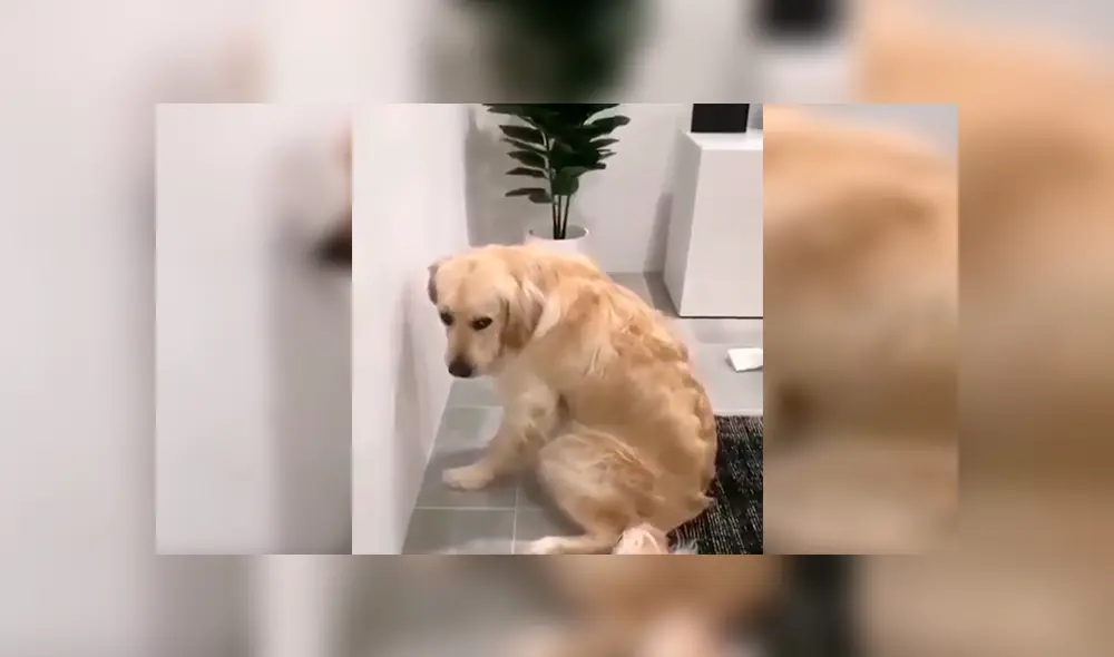 En Facebook, un perro tuvo inesperada reacción cuando su dueño descubrió su terrible travesura. En Facebook, un perro tuvo inesperada reacción cuando su dueño descubrió su terrible travesura.