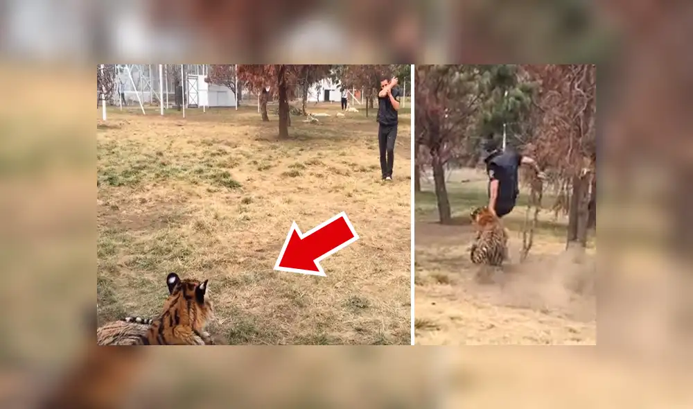 Facebook: hombre ingresa a recinto para ‘jugar’ con tigre y depredador tiene temible reacción [VIDEO]