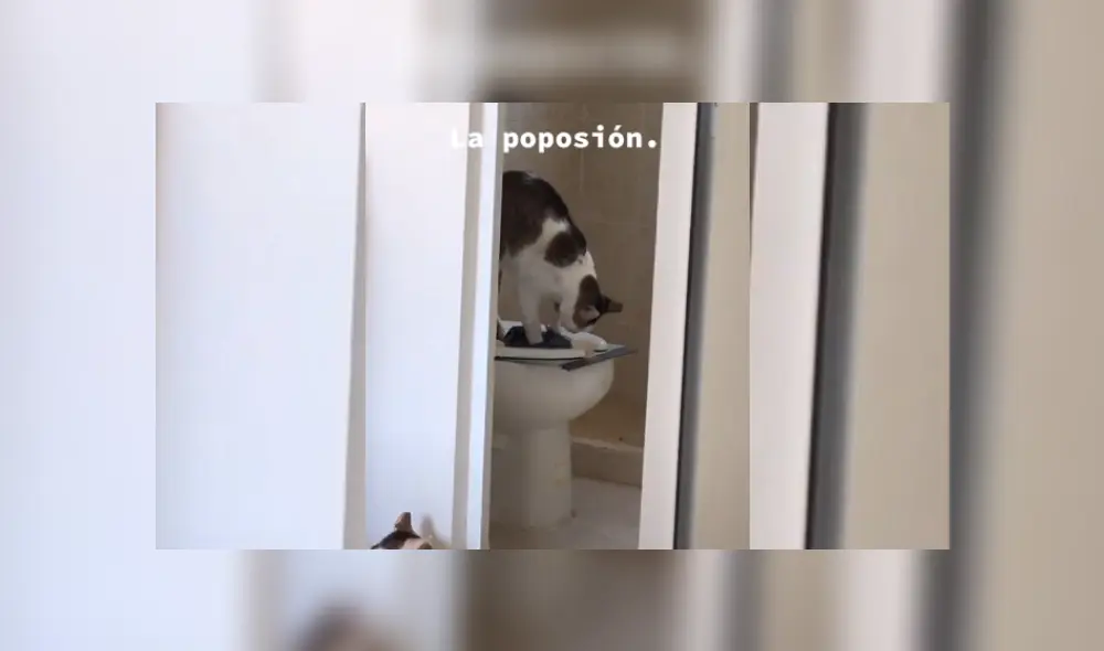 Video es viral en YouTube. Dueña del felino quedó sorprendida con el comportamiento de su mascota y no dudó en grabarlo para compartir las imágenes en redes. Video es viral en YouTube. Dueña del felino quedó sorprendida con el comportamiento de su mascota y no dudó en grabarlo para compartir las imágenes en redes.