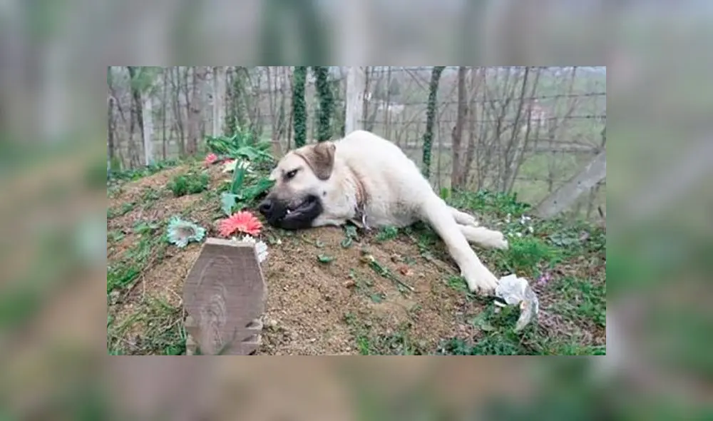 Zozo quedó deprimido desde que su dueño falleció. Foto: difusión Zozo quedó deprimido desde que su dueño falleció. Foto: difusión