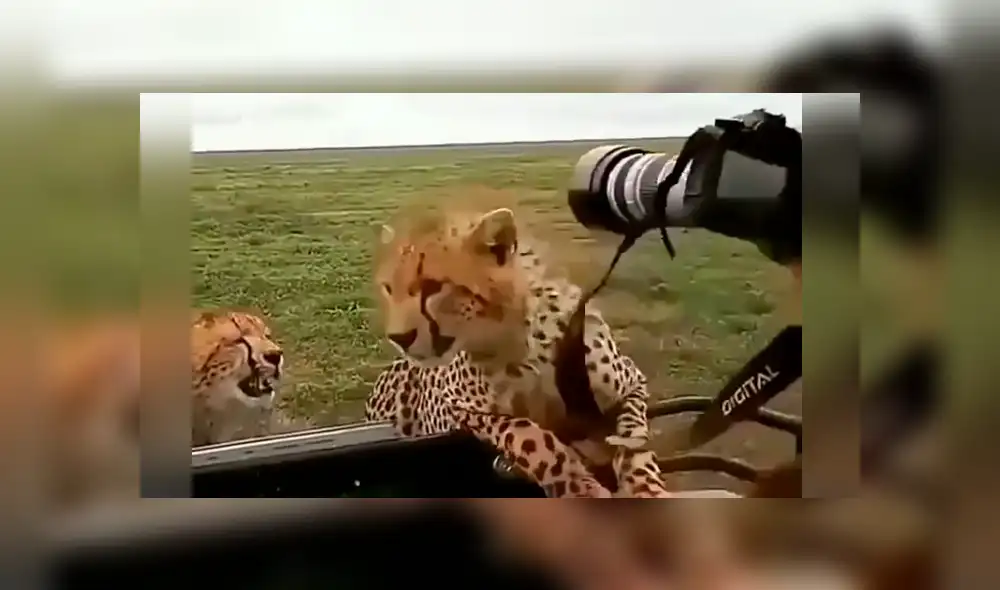 Desliza hacia la izquierda para ver el temible encuentro de un fotógrafo con los guepardos, escena que es viral en Facebook. Desliza hacia la izquierda para ver el temible encuentro de un fotógrafo con los guepardos, escena que es viral en Facebook.