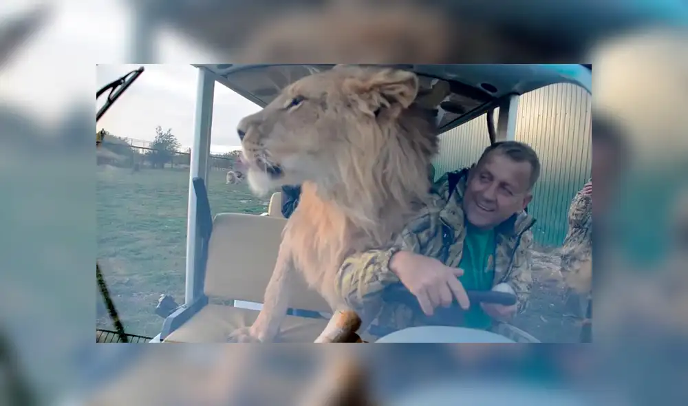 YouTube viral: turistas quedan en shock al ver que león subió a su vehículo e hizo lo inimaginable [VIDEO]
