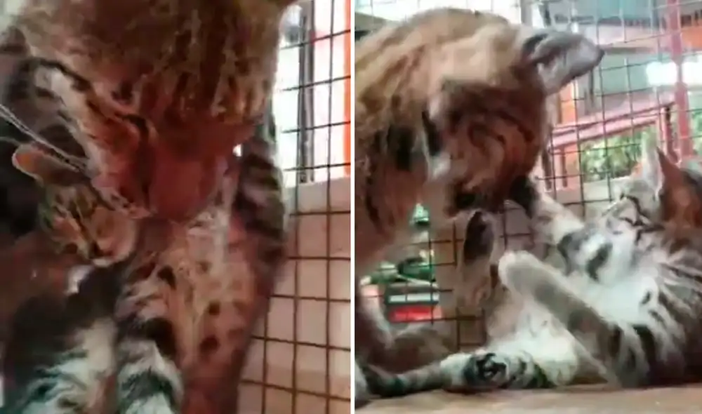 La mamífera cuidará al pequeño minino hasta que este sea adoptado. Foto: siberian_zoo / Instagram