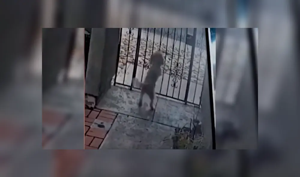 Desliza para ver el terrible final de este polémico video viral de YouTube. Foto: Captura. Desliza para ver el terrible final de este polémico video viral de YouTube. Foto: Captura.