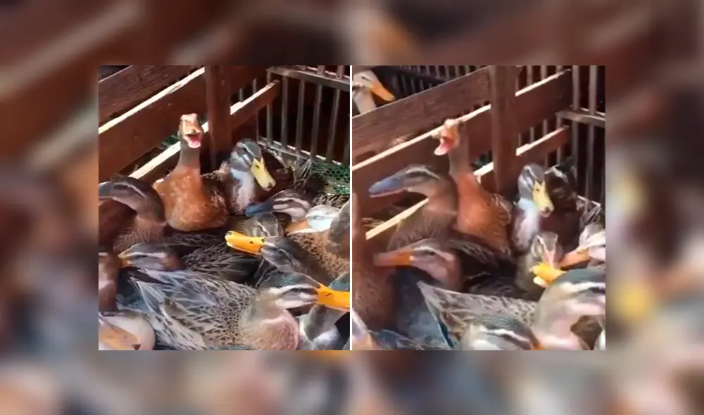 Desliza para ver los momentos más importantes del video que se hizo viral en Facebook.