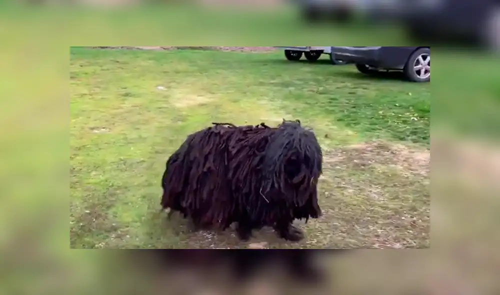 YouTube viral: Descubre extraño bulto en la calle, se asoma y queda en shock [VIDEO] 