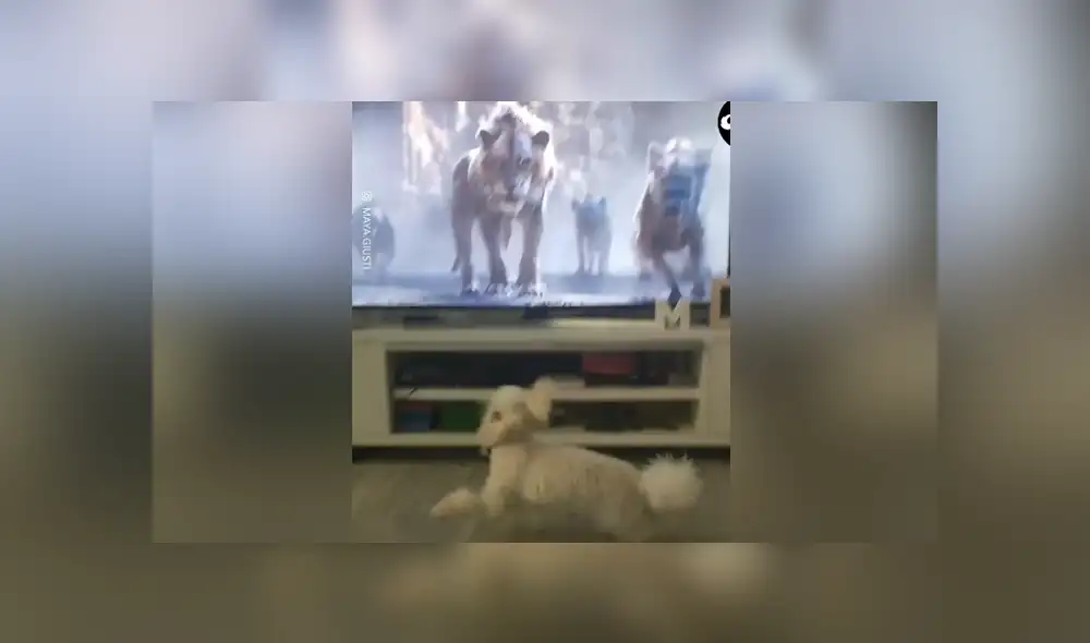 En Facebook se ha vuelto viral el momento en que un perro se asusta tras ver una escena de El Rey León.