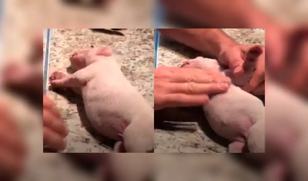 YouTube viral: cachorra nace muerta y dueño hace lo impensado para resucitarla [VIDEO]