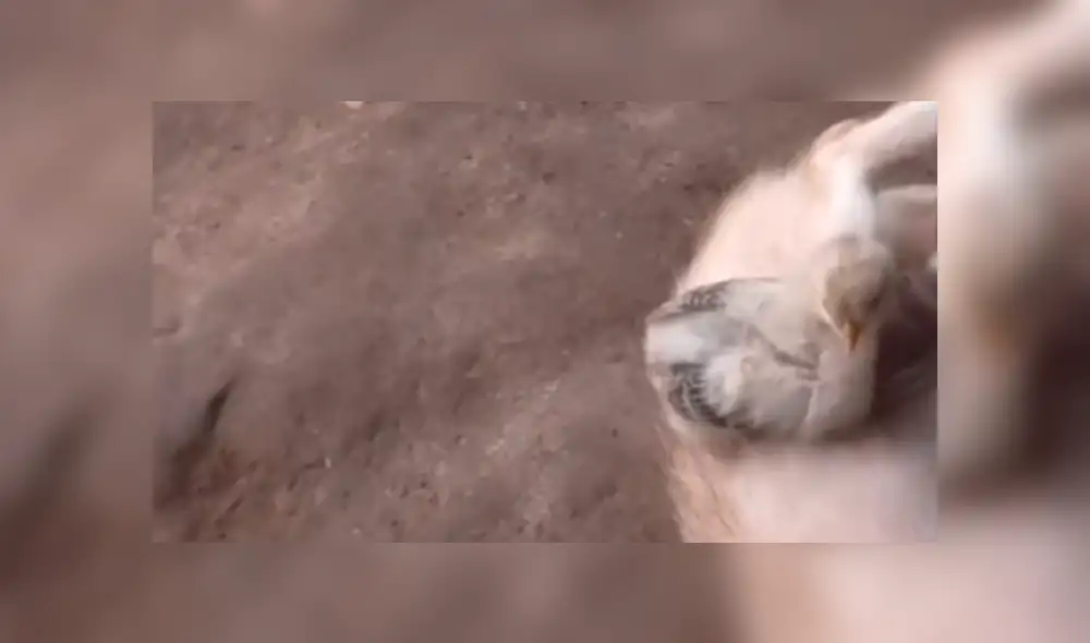 YouTube viral: pollito y perro se vuelven los mejores amigos, luego de valiente rescate [VIDEO]