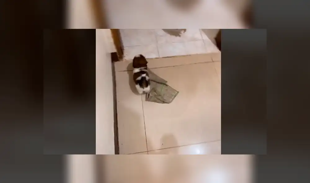 Mira la secuencia del video deslizando la imagen. Foto: kobipupper/TikTok