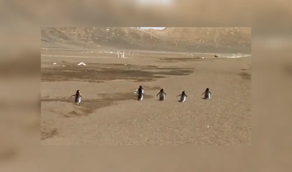 Google Maps viral: usuario capta una emocionante escena mientras 'recorría' la Antártida [FOTOS]