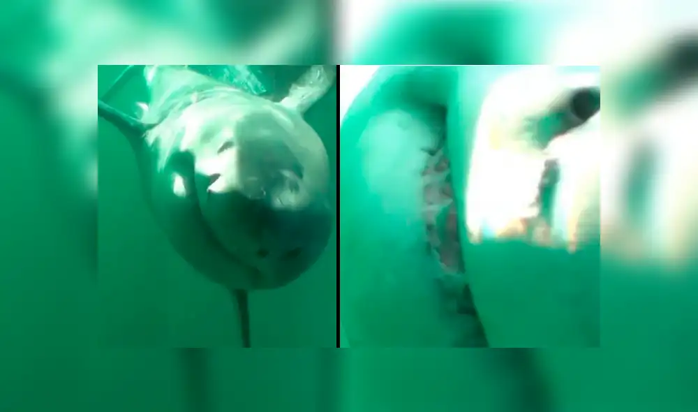 YouTube viral: hambriento tiburón ve cámara acuática y lo destroza con letal mordisco [VIDEO] 
