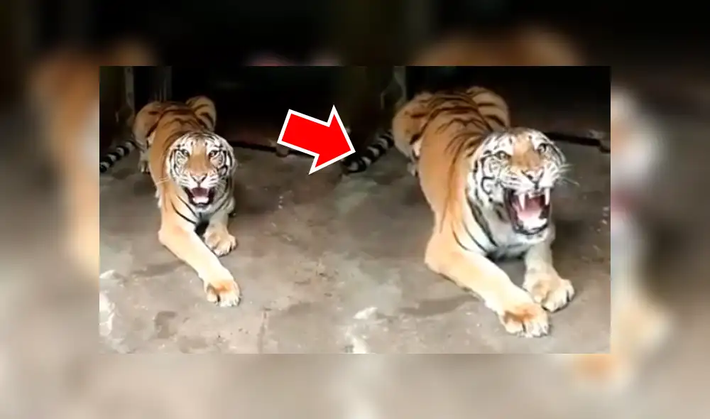 Turista hace enfurecer a enorme tigre que saca las garras para devorarlo. Turista hace enfurecer a enorme tigre que saca las garras para devorarlo.