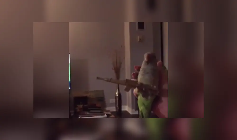 Desliza a la izquierda para ver más imágenes del perico que se volvió viral en las redes sociales. (Foto: captura)