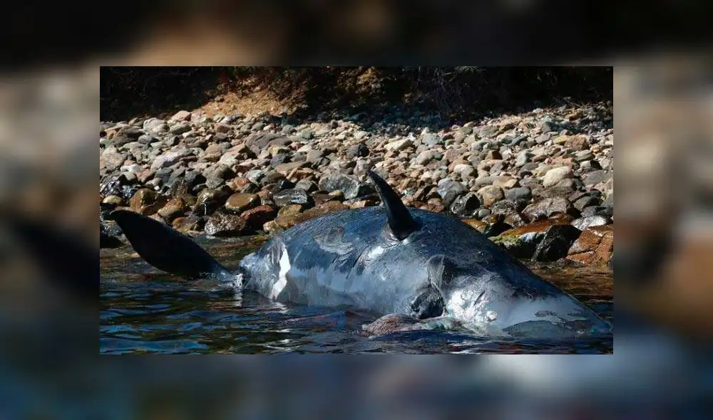 Ballena preñada muere con 22 kilos de basura plástica en estómago [FOTOS]