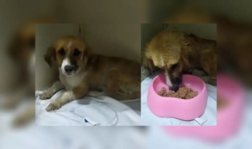 Mascota no será operada por la fractura que sufrió en el cráneo. Solo serán necesarios cuidados médicos. (Foto: Captura de video/ Facebook Peludos en Apuros)