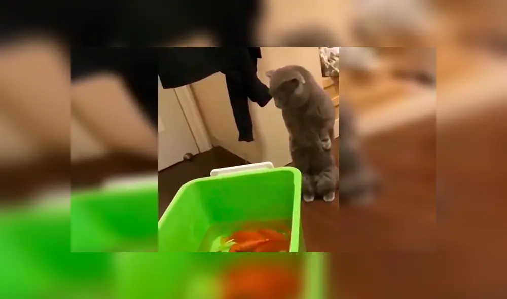 En Facebook, un joven compró unos peces como mascotas y no imaginó que su gato los quería devorar.