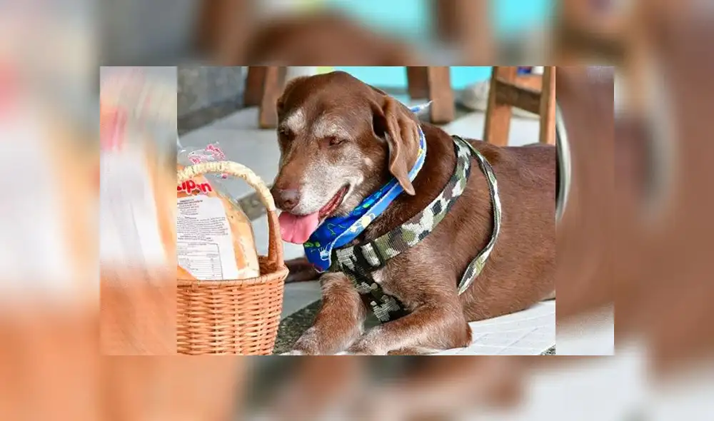 El animal se llama Eros y apoya a su dueño en llevar cosas para los ciudadanos. (Foto: Instagram) El animal se llama Eros y apoya a su dueño en llevar cosas para los ciudadanos. (Foto: Instagram)