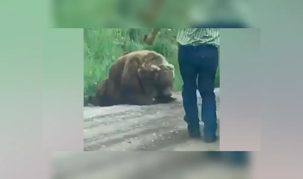 Hombre se acerca a enorme oso herido, lo acaricia y se lleva tremendo susto [VIDEO] 