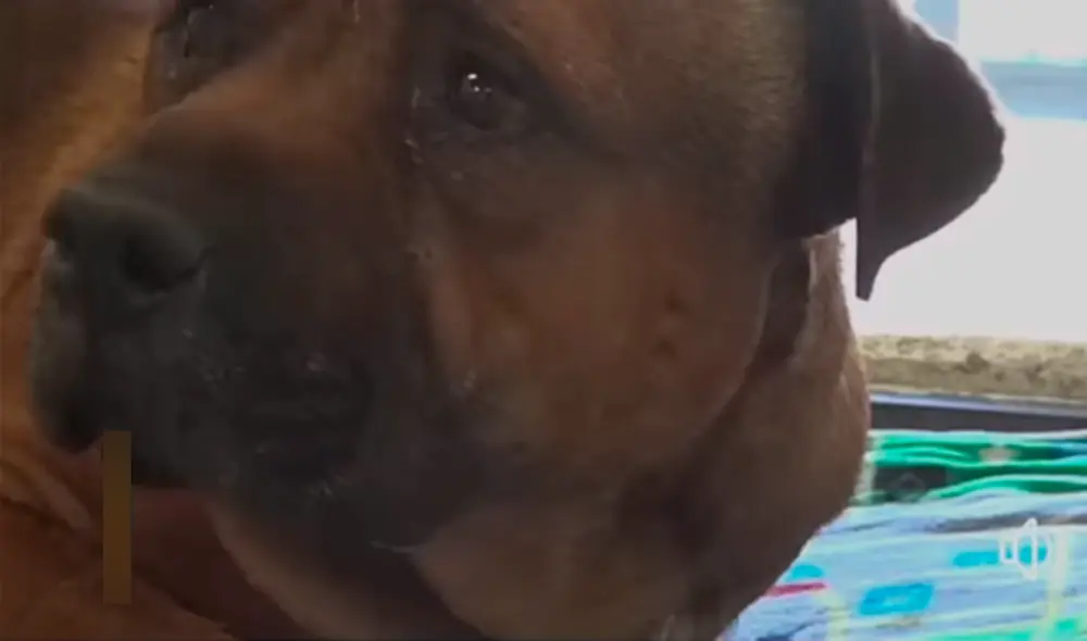 Desliza hacia la izquierda para ver las conmovedoras imágenes de un perro al ser abandonado en un albergue. Foto. captura de YouTube