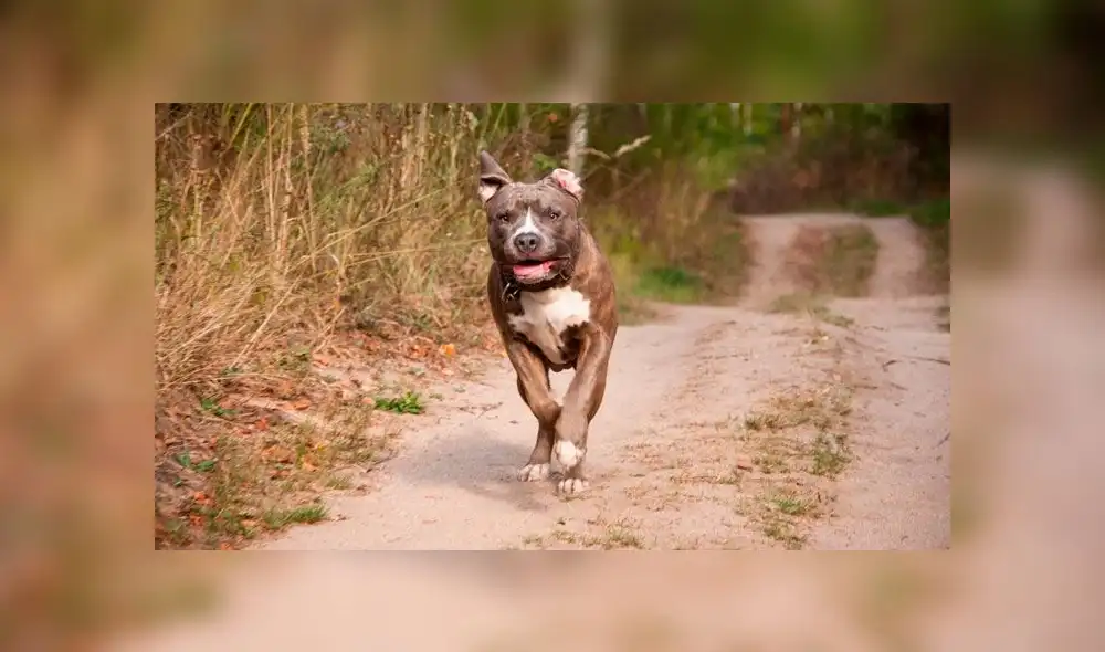 Pitbull muere luchando contra una serpiente venenosa para salvar la vida de dos niños. Foto: referencial Pitbull muere luchando contra una serpiente venenosa para salvar la vida de dos niños. Foto: referencial