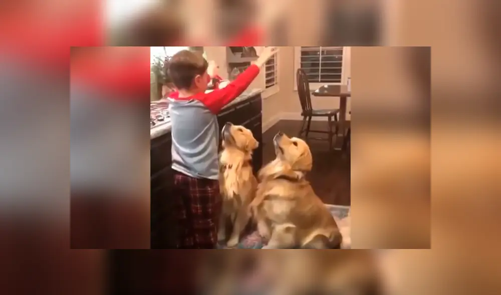 Desliza las imágenes hacia la izquierda para apreciar el emotivo momento entre un niño y sus dos perros. Foto: Captura.