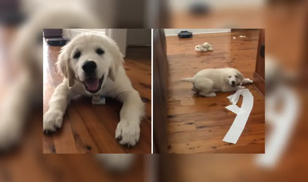 Desliza hacia la izquierda para ver las imágenes del viral de Facebook. Foto: ViralHog. Desliza hacia la izquierda para ver las imágenes del viral de Facebook. Foto: ViralHog.