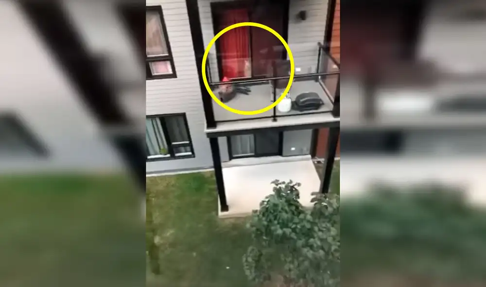 Desliza las imágenes para apreciar la amorosa acción de un gato para volver a encontrarse con su ‘amigo’. Foto: Captura de Facebook