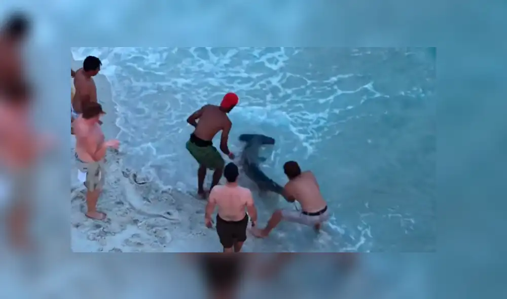 YouTube viral: tiburón martillo fue ayudado por bañistas que lo regresaron al mar [VIDEO]
