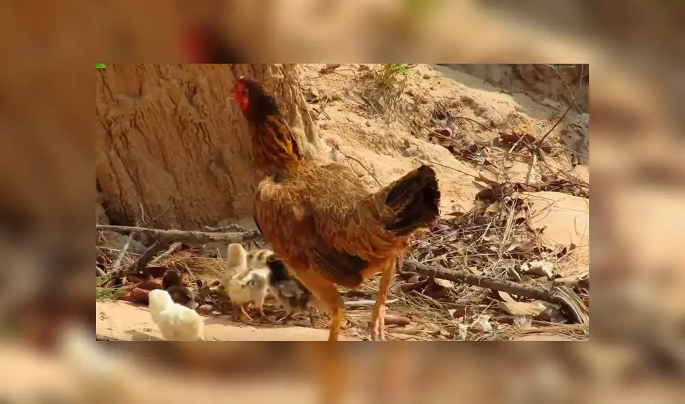 Vía YouTube: Cocodrilo busca devorar a crías de mamá gallina y ella arriesga su vida para salvarlos [VIDEO]