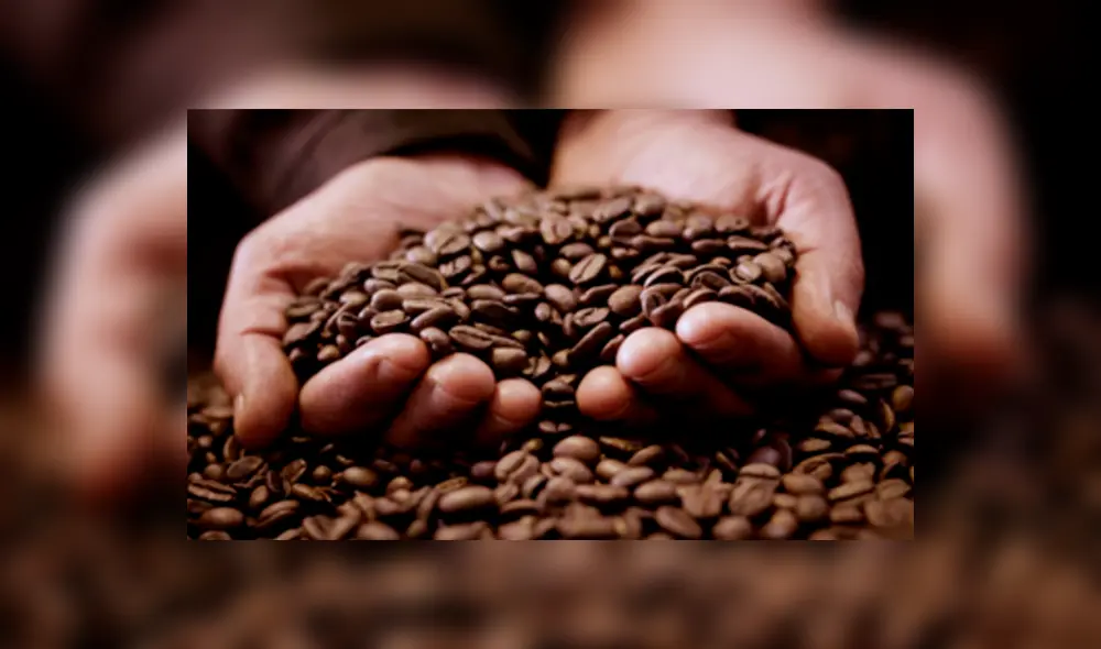 Perú se posiciona como principal proveedor de café orgánico de Estados Unidos Perú se posiciona como principal proveedor de café orgánico de Estados Unidos