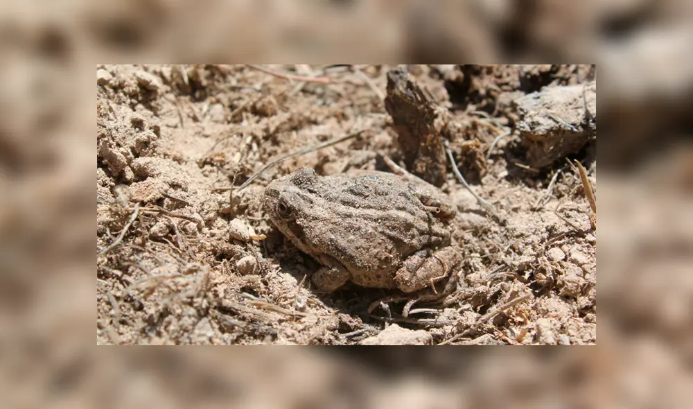 El descubrimiento servirá para analizar el comportamiento de hibernación vinculado a los anfibios del altiplano, donde la variabilidad climática no los afecta directamente. Foto: Conaf